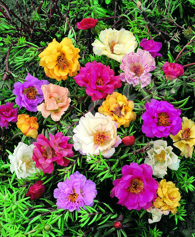 PORTULACA EXTRA DOPPIA MISCUGLIO NR.500 SEMI